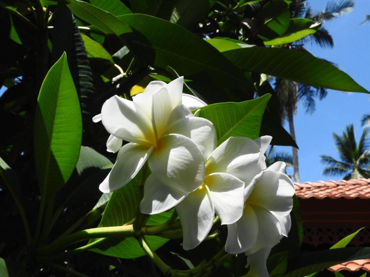 Laura Guest House Samui Hua Thanon  Extérieur photo